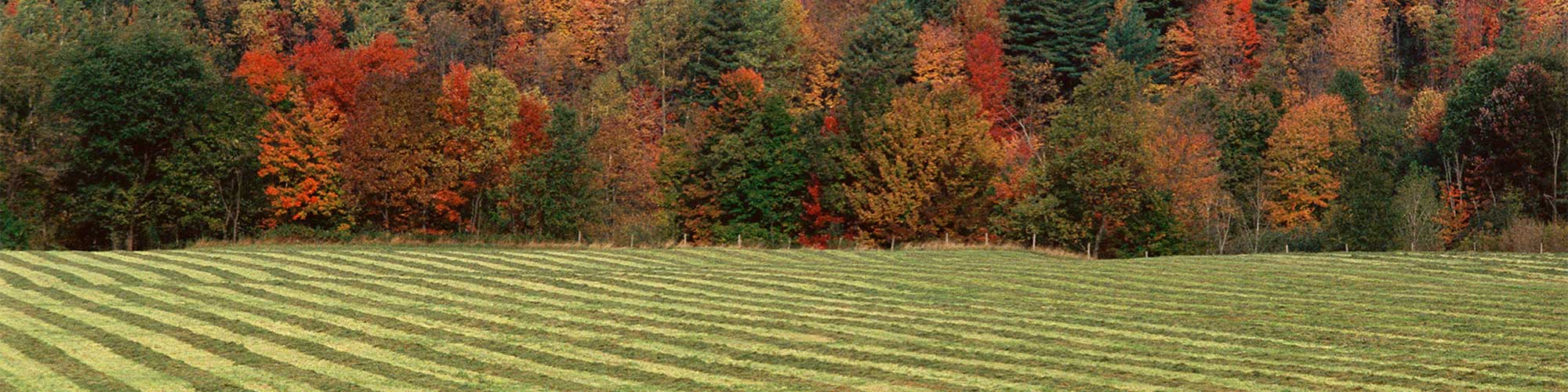 Hay field swathed