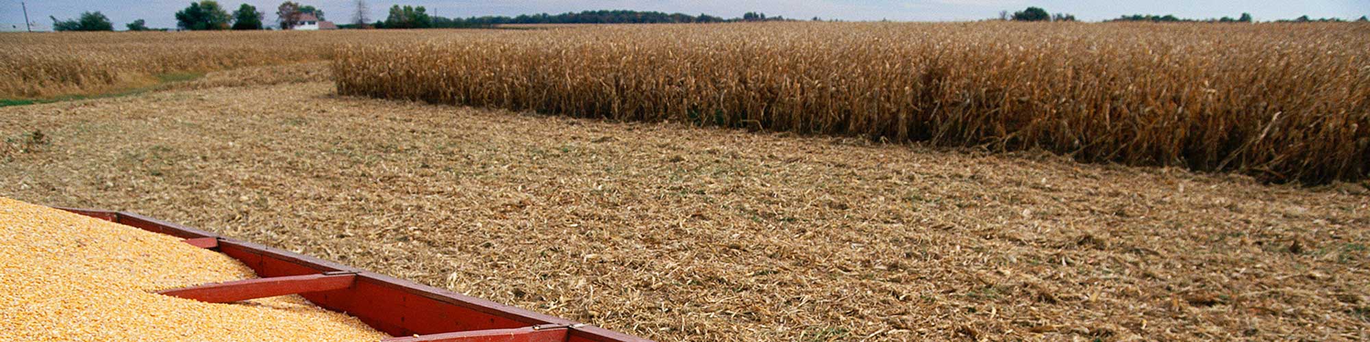 grain cart full of corn