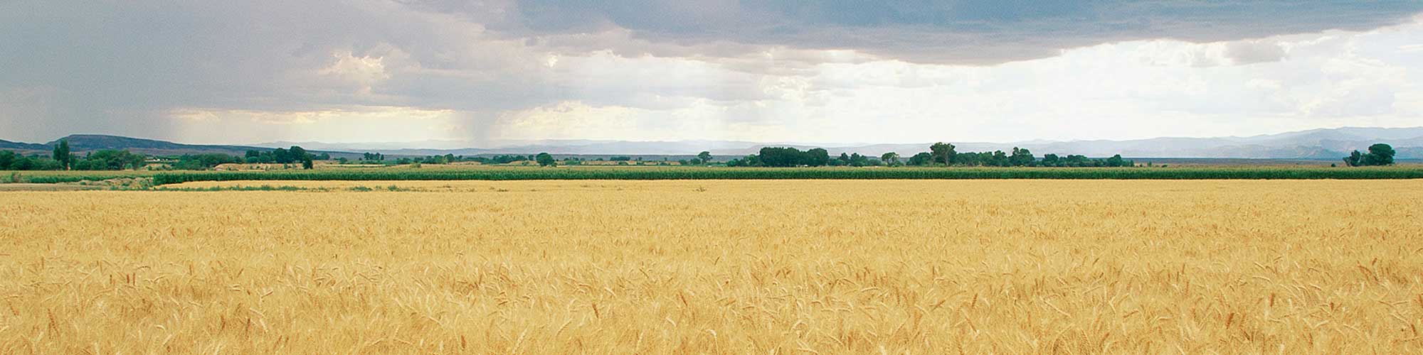 ripe wheat field