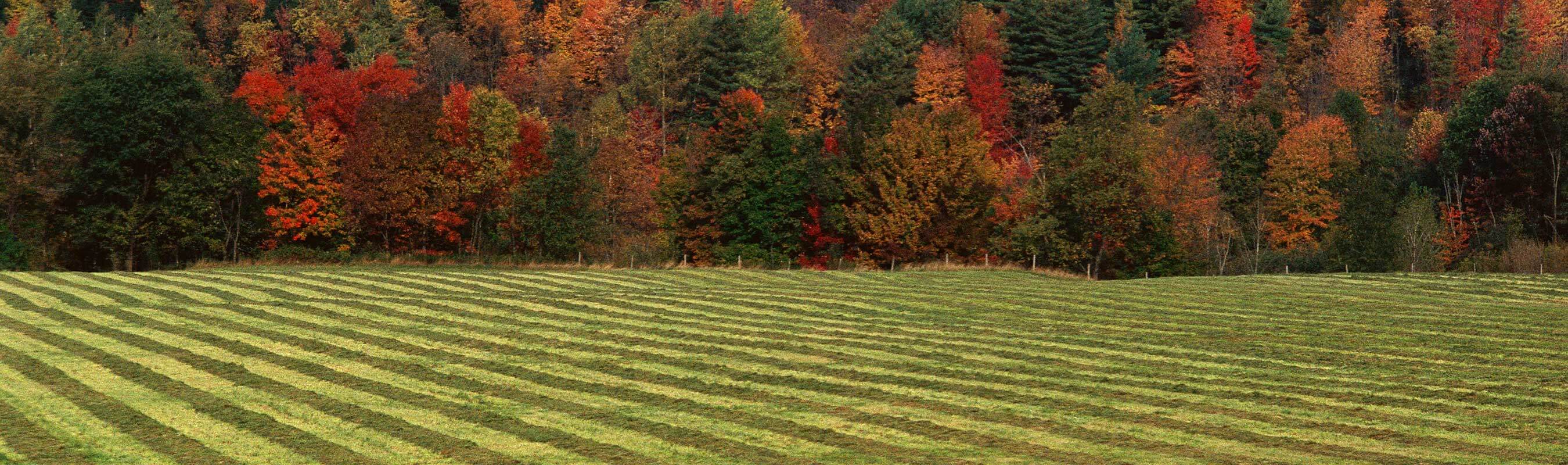 Hay field swathed