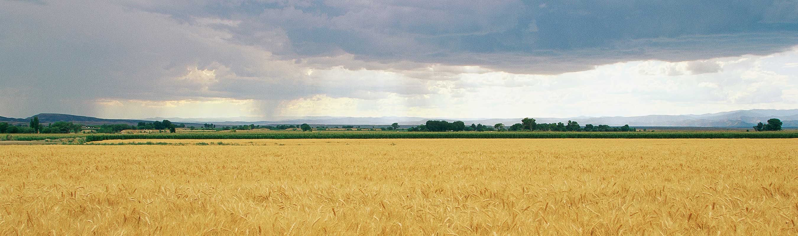 ripe wheat field